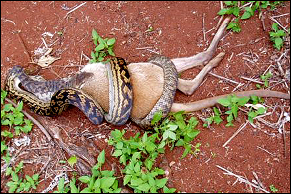 python-eating-kangaroo